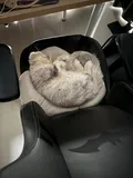 test catf