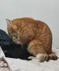The life of a muscle cat